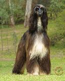 Afghan Hound 9J30D-20